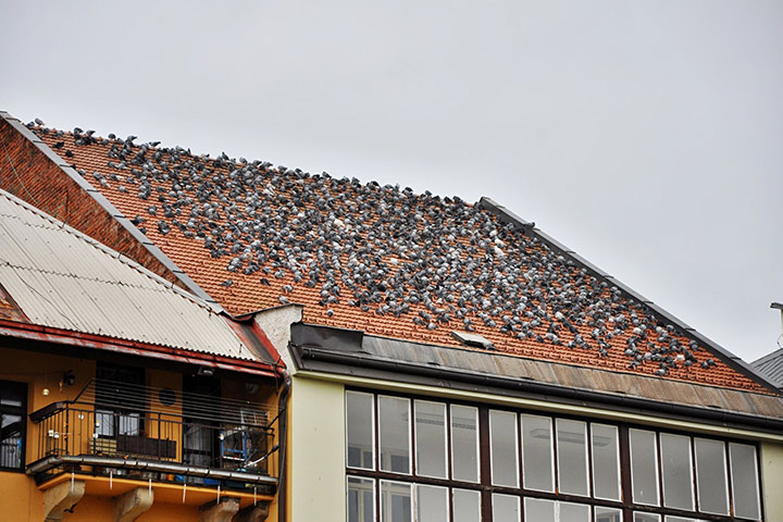 A2B Pest Control are able to install spikes to deter birds from roofs in Camden Town. 