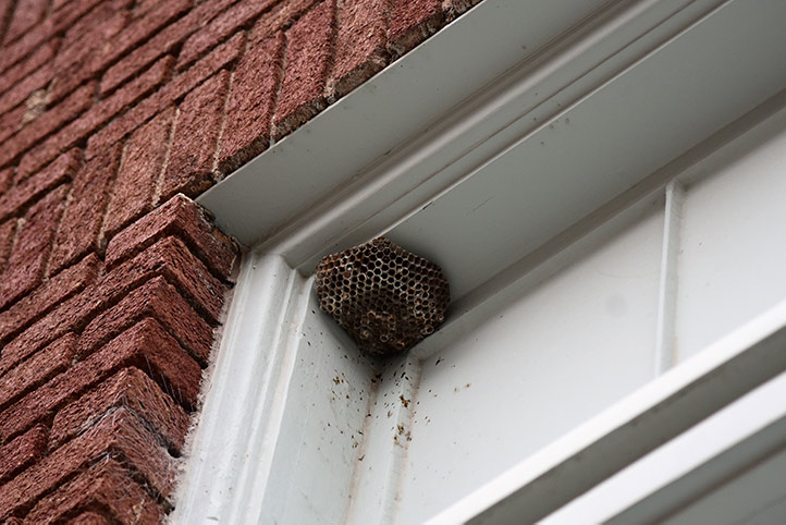 We provide a wasp nest removal service for domestic and commercial properties in Camden Town.